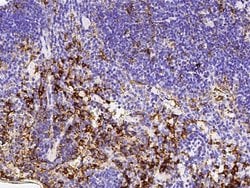 Invitrogen NAALADL1 Recombinant Rabbit Monoclonal Antibody (022) 100 &mu;L;