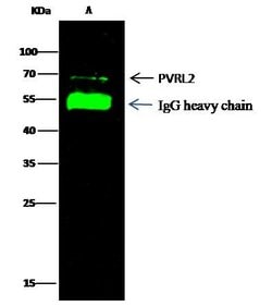 Invitrogen Nectin 2 Recombinant Rabbit Monoclonal Antibody (110) 100 &mu;L;