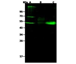 Invitrogen NGFR Recombinant Rabbit Monoclonal Antibody (117) 100 &mu;L;