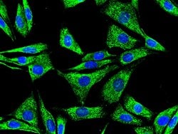 Invitrogen PDI Recombinant Rabbit Monoclonal Antibody (023) 100 &mu;L;