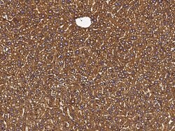 Invitrogen PDI Recombinant Rabbit Monoclonal Antibody (023) 100 &mu;L;