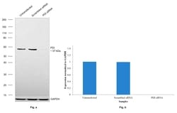 Invitrogen PDI Recombinant Rabbit Monoclonal Antibody (023) 100 &mu;L;