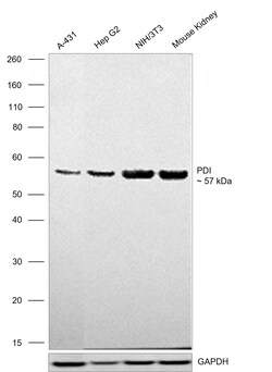 Invitrogen PDI Recombinant Rabbit Monoclonal Antibody (023) 100 &mu;L;