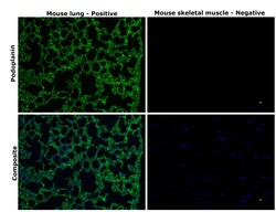 Invitrogen Podoplanin Recombinant Rabbit Monoclonal Antibody (066) 100