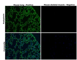 Invitrogen Podoplanin Recombinant Rabbit Monoclonal Antibody (066) 100