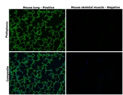 Invitrogen Podoplanin Recombinant Rabbit Monoclonal Antibody (066) 100