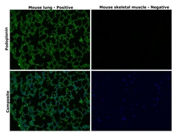 Invitrogen Podoplanin Recombinant Rabbit Monoclonal Antibody (066) 100
