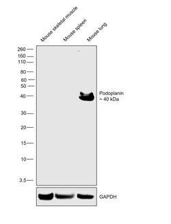 Invitrogen Podoplanin Recombinant Rabbit Monoclonal Antibody (066) 100