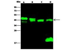 Invitrogen PPM1A Recombinant Rabbit Monoclonal Antibody (006) 100 &mu;L;