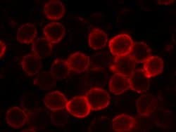 Invitrogen CD62L Recombinant Rabbit Monoclonal Antibody (414) 100 &mu;L;