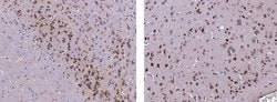 Invitrogen Neuroserpin Recombinant Rabbit Monoclonal Antibody (002) 100