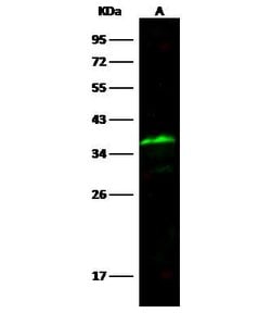 Invitrogen SPARC Recombinant Rabbit Monoclonal Antibody (001) 100 &mu;L;