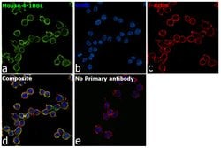 Invitrogen 4-1BB Ligand Recombinant Rabbit Monoclonal Antibody (014) 100 &mu;L | Buy Online | Invitrogen&trade; | Fisher Scientific