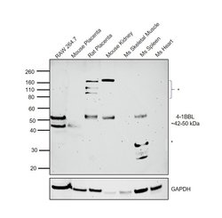 Invitrogen 4-1BB Ligand Recombinant Rabbit Monoclonal Antibody (014) 100 &mu;L | Buy Online | Invitrogen&trade; | Fisher Scientific