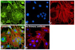 Invitrogen Thioredoxin 1 Recombinant Rabbit Monoclonal Antibody (002) 100 &mu;L | Buy Online | Invitrogen&trade; | Fisher Scientific