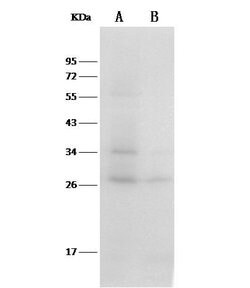 Invitrogen Thioredoxin 1 Recombinant Rabbit Monoclonal Antibody (002) 100 &mu;L | Buy Online | Invitrogen&trade; | Fisher Scientific