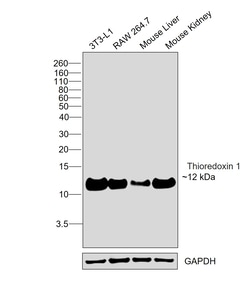 Invitrogen Thioredoxin 1 Recombinant Rabbit Monoclonal Antibody (002) 100 &mu;L | Buy Online | Invitrogen&trade; | Fisher Scientific