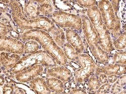 Invitrogen CD297 Monoclonal Antibody (08) 100 &mu;L; Unconjugated:Antibodies,