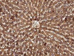 Invitrogen CD297 Monoclonal Antibody (08) 100 &mu;L; Unconjugated:Antibodies,