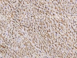 Invitrogen CD36 Recombinant Rabbit Monoclonal Antibody (002) 100 &mu;L;