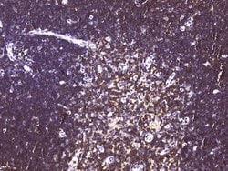Invitrogen CD6 Monoclonal Antibody (03) 100 &mu;L; Unconjugated:Antibodies,