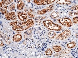 Invitrogen Cystatin C Recombinant Rabbit Monoclonal Antibody (001) 100