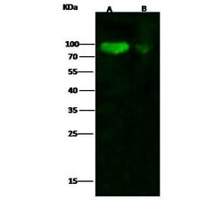 Invitrogen Influenza H1N1 HA (A/California/04/2009) Recombinant Rabbit Monoclonal Antibody (10) 100 &mu;L | Buy Online | Invitrogen&trade; | Fisher Scientific