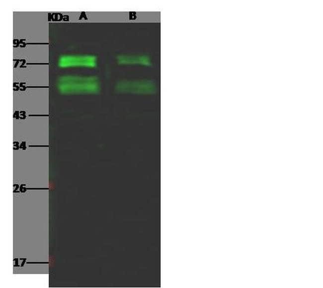 MERS Coronavirus Spike Protein S2 Monoclonal Antibody (11), Invitrogen