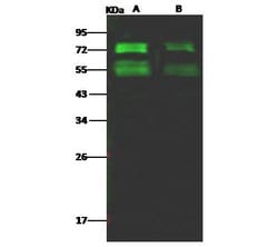 Invitrogen MERS Coronavirus Spike Protein S2 Monoclonal Antibody (11) 100 &mu;L | Buy Online | Invitrogen&trade; | Fisher Scientific