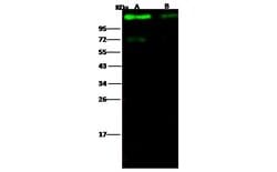 Invitrogen&trade;&nbsp;Ebola Virus GP1 (mucin domain deleted) (subtype Sudan, strain Gulu) Recombinant Rabbit Monoclonal Antibody (106)