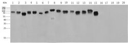 Invitrogen Influenza A HA Recombinant Rabbit Monoclonal Antibody (2) 100