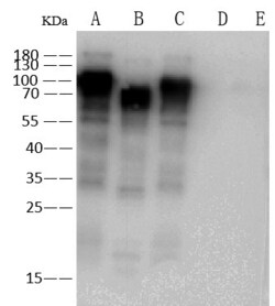 Invitrogen Influenza A HA Recombinant Rabbit Monoclonal Antibody (2) 100