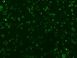 Invitrogen CD86 Recombinant Rabbit Monoclonal Antibody (103) 100 &mu;L;