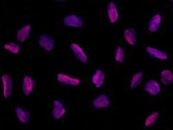 Invitrogen PPIL2 Isoform B Recombinant Rabbit Monoclonal Antibody (015)