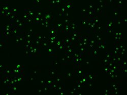 Invitrogen Syndecan 4 Recombinant Rabbit Monoclonal Antibody (008) 100