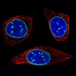 Invitrogen Emerin Monoclonal Antibody (CL0201) 100 &mu;L; Unconjugated:Antibodies,