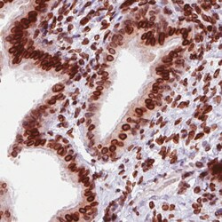Invitrogen Emerin Monoclonal Antibody (CL0201) 100 &mu;L; Unconjugated:Antibodies,