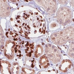 Invitrogen Emerin Monoclonal Antibody (CL0201) 100 &mu;L; Unconjugated:Antibodies,