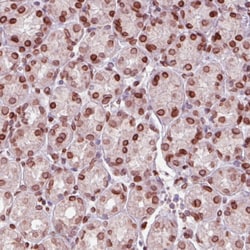 Invitrogen Emerin Monoclonal Antibody (CL0201) 100 &mu;L; Unconjugated:Antibodies,