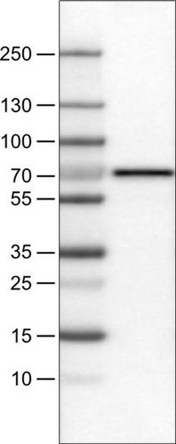 SLC27A5 Monoclonal Antibody (CL0215), Invitrogen 100 &mu;L; Unconjugated:Antibodies,