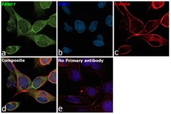 Invitrogen FABP7 Monoclonal Antibody (CL0236) 100 &mu;L; Unconjugated:Antibodies,