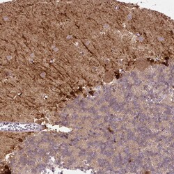 Invitrogen FABP7 Monoclonal Antibody (CL0236) 100 &mu;L; Unconjugated:Antibodies,