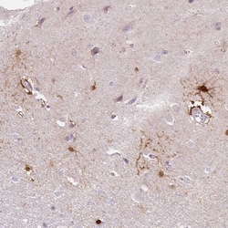 Invitrogen FABP7 Monoclonal Antibody (CL0236) 100 &mu;L; Unconjugated:Antibodies,