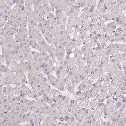Invitrogen FABP7 Monoclonal Antibody (CL0236) 100 &mu;L; Unconjugated:Antibodies,