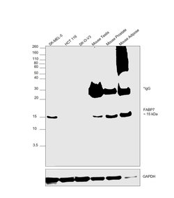 Invitrogen FABP7 Monoclonal Antibody (CL0236) 100 &mu;L; Unconjugated:Antibodies,
