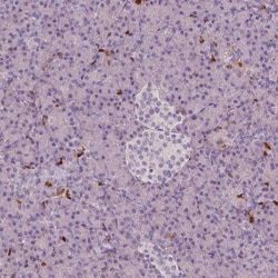Invitrogen S100A4 Monoclonal Antibody (CL0239) 100 &mu;L; Unconjugated:Antibodies,
