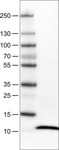 Invitrogen S100A4 Monoclonal Antibody (CL0240) 100 &mu;L | Buy Online | Invitrogen&trade; | Fisher Scientific