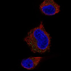 Invitrogen STX7 Monoclonal Antibody (CL0257) 100 &mu;L; Unconjugated:Antibodies,