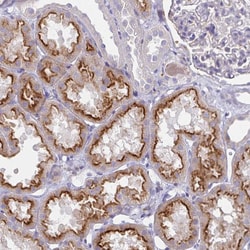 Invitrogen STX7 Monoclonal Antibody (CL0257) 100 &mu;L; Unconjugated:Antibodies,