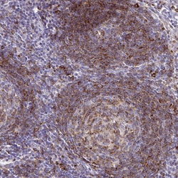 Invitrogen STX7 Monoclonal Antibody (CL0257) 100 &mu;L; Unconjugated:Antibodies,